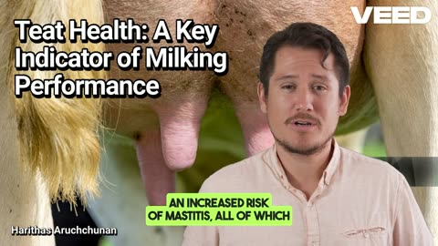 Teat Health:A Key Indicator of Milking Performance and Dairy Success