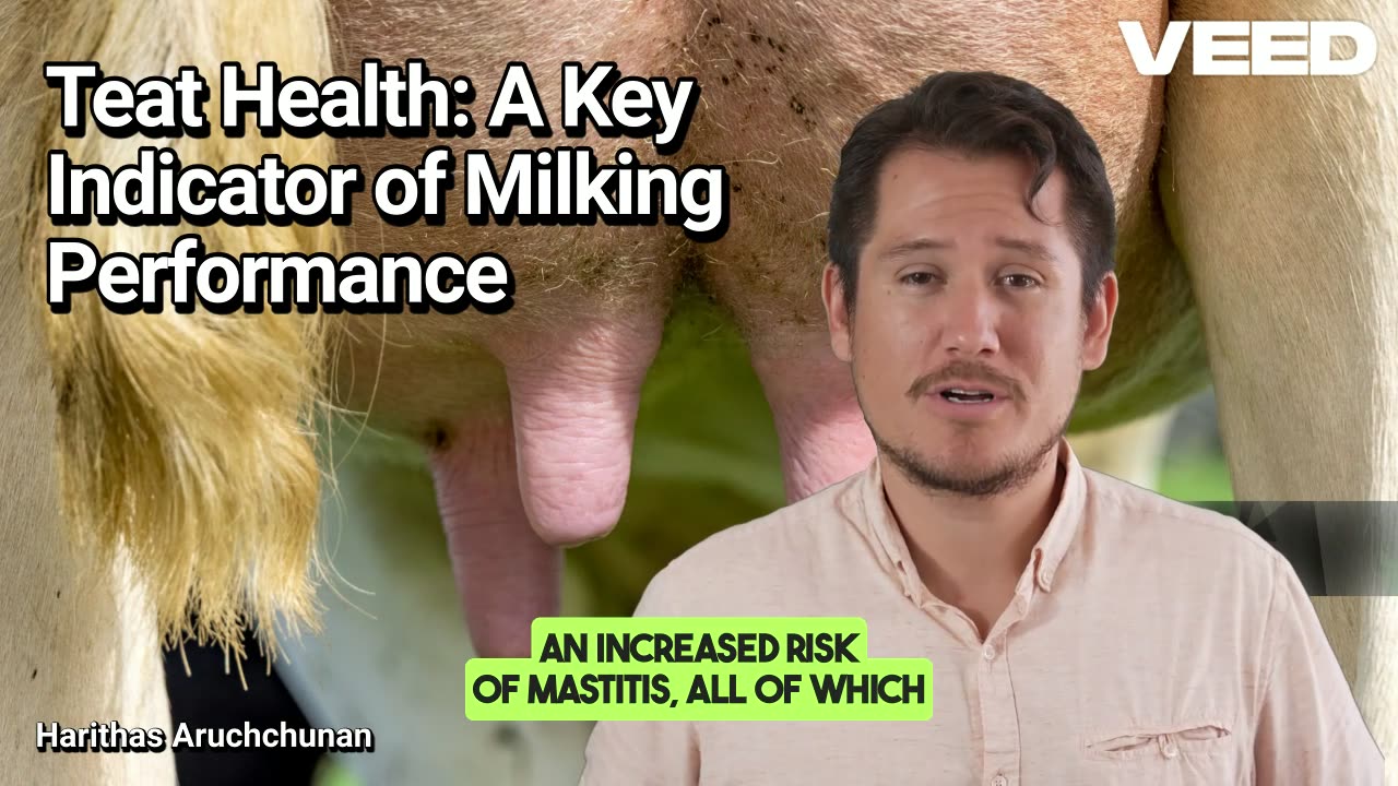 Teat Health:A Key Indicator of Milking Performance and Dairy Success