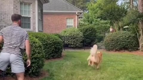Another normal day as a golden retriever owner