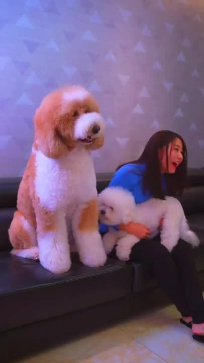 Gigantic Fluffy Poodle Dogs Love Being Carried Everywhere 😍Funny🐩 #shorts #Pets