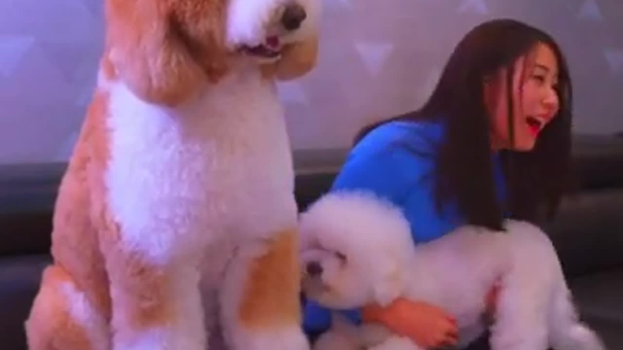 Gigantic Fluffy Poodle Dogs Love Being Carried Everywhere 😍Funny🐩 #shorts #Pets