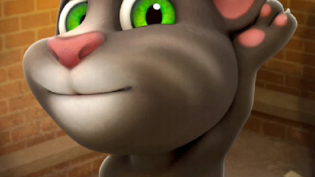 Funny cat