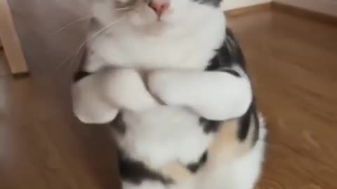 Bailando bailando cat Chinese dance