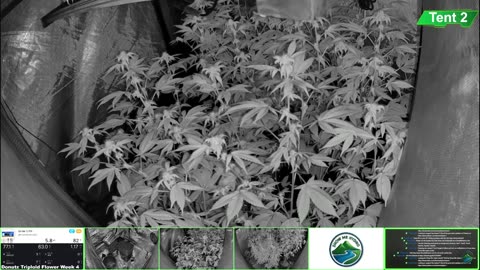 Growing Donutz Triploid & Lilac Diesel in RDWC