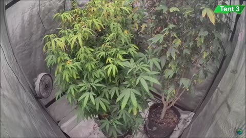 Growing Donutz Triploid & Lilac Diesel in RDWC