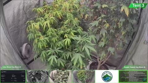 Growing Donutz Triploid & Lilac Diesel in RDWC