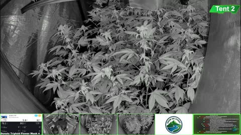 Growing Donutz Triploid & Lilac Diesel in RDWC