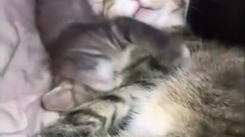 mom-chill-mode-kitten-chaos-mode_credit-ghhooostt