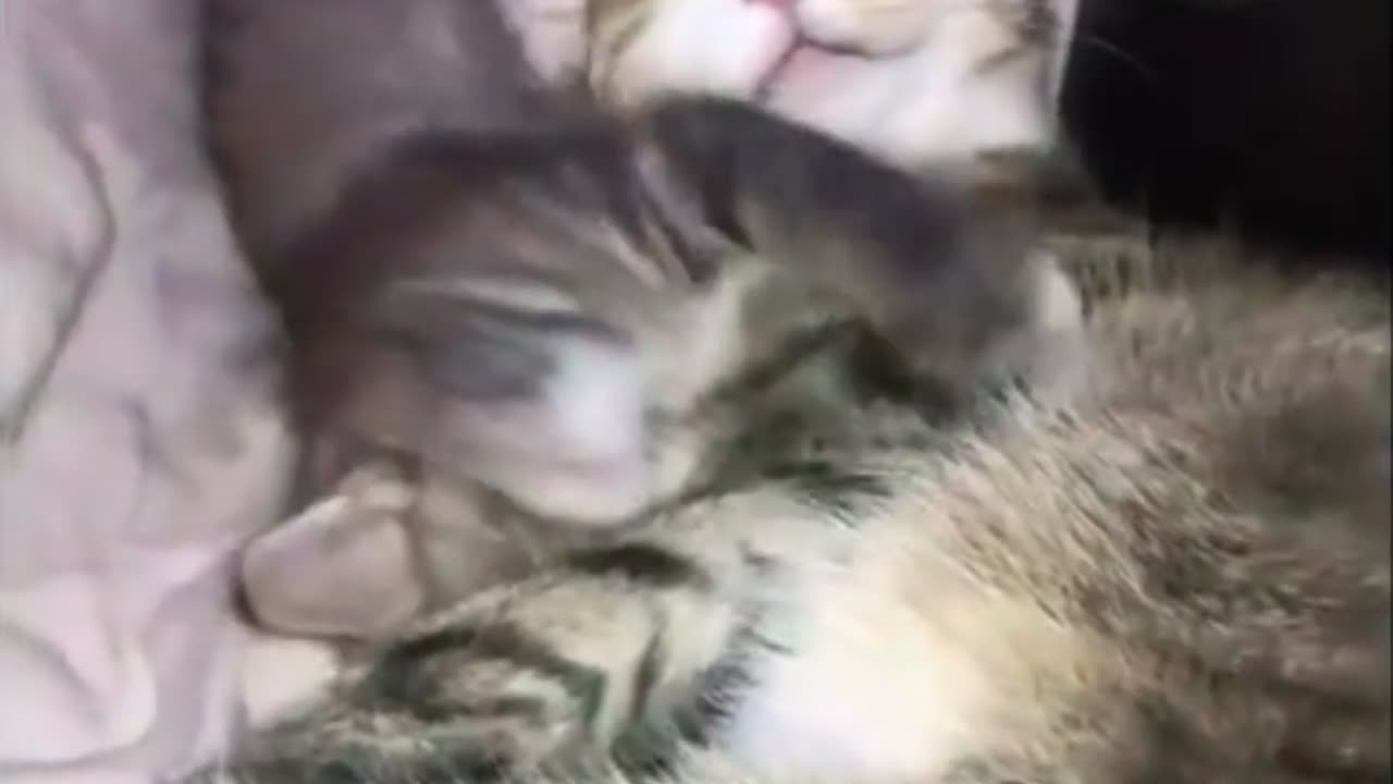 mom-chill-mode-kitten-chaos-mode_credit-ghhooostt