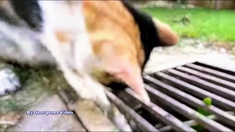 Kitty's Maternal Instinct is Impressive! See what a mother cat is capable of for her kittens 🐱❤️