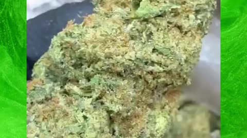 Durban Poison | High-End Light Assist Sativa | 24% THCa | Uplifting, Focused | Terpinolene + Ocimene