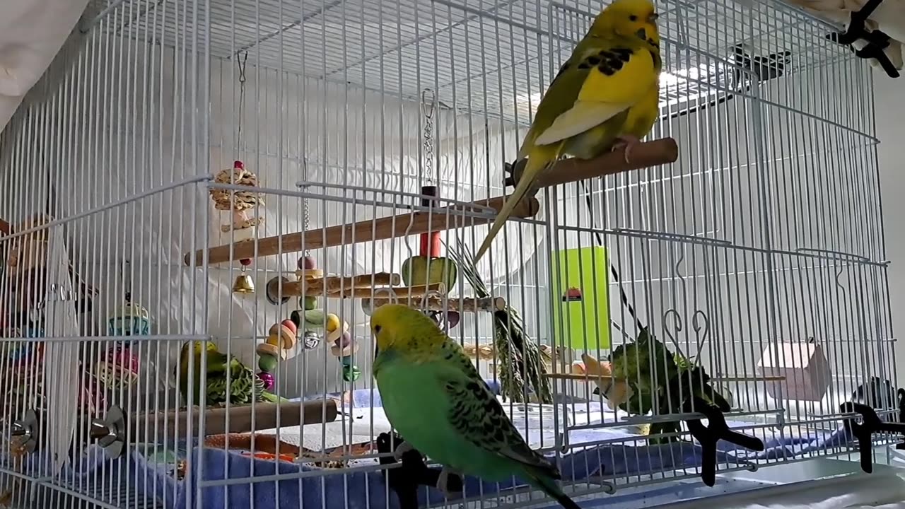 Hey! Wake up! Let me in!