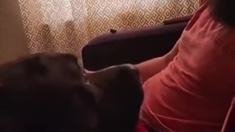 🐶😂 Dogs are Hilarious - Watch These Funny Moments! | FunFM
