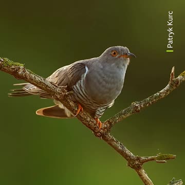 Males often sing this two-note tune from a perch to attract females during breeding season 🐦 #Shorts