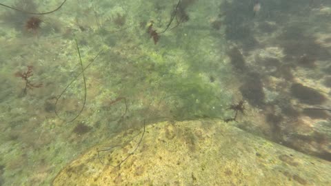 View of Fish Underwater and Rocks #4K Views #animals #fish #underwater San Diego