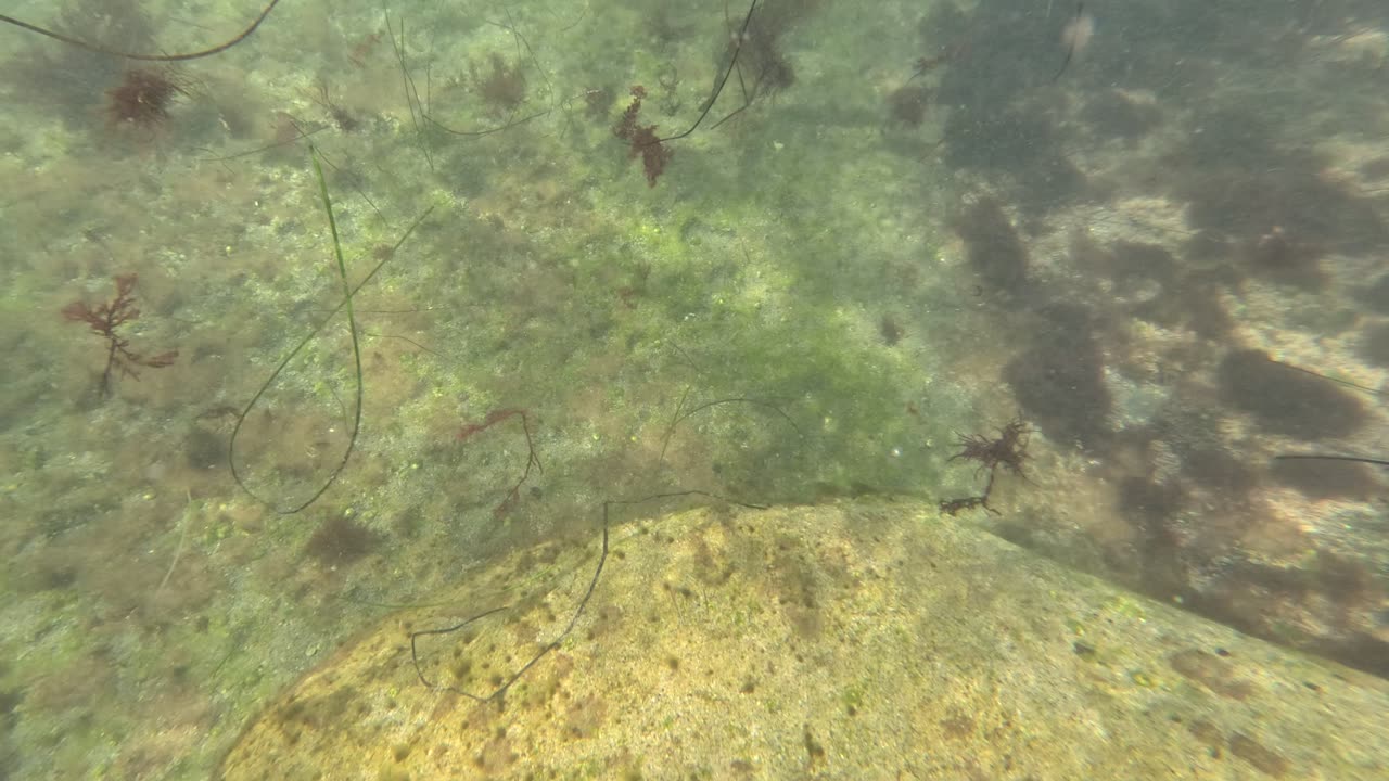 View of Fish Underwater and Rocks #4K Views #animals #fish #underwater San Diego