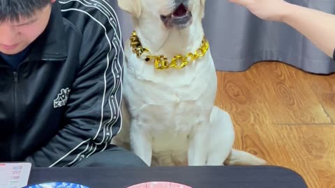 狗子:你是不是没完了，非得跟你急眼呢 Dogzi: Are you never done, I'm getting angry