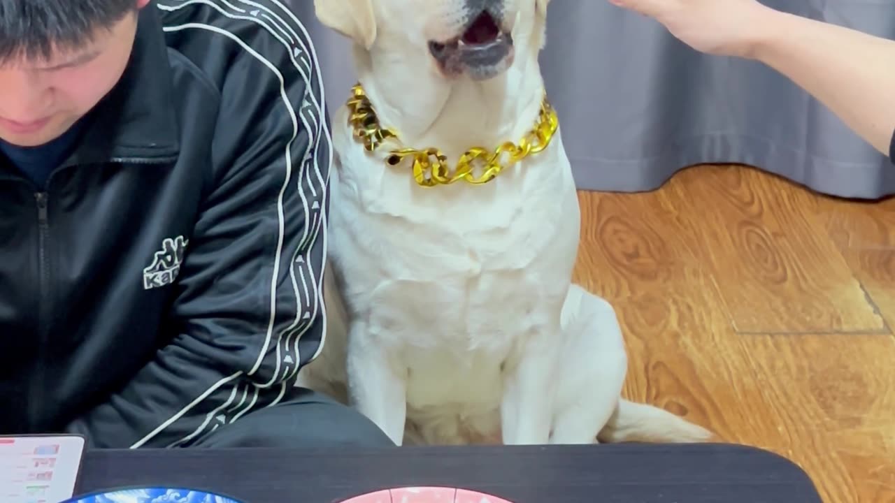 狗子:你是不是没完了，非得跟你急眼呢 Dogzi: Are you never done, I'm getting angry