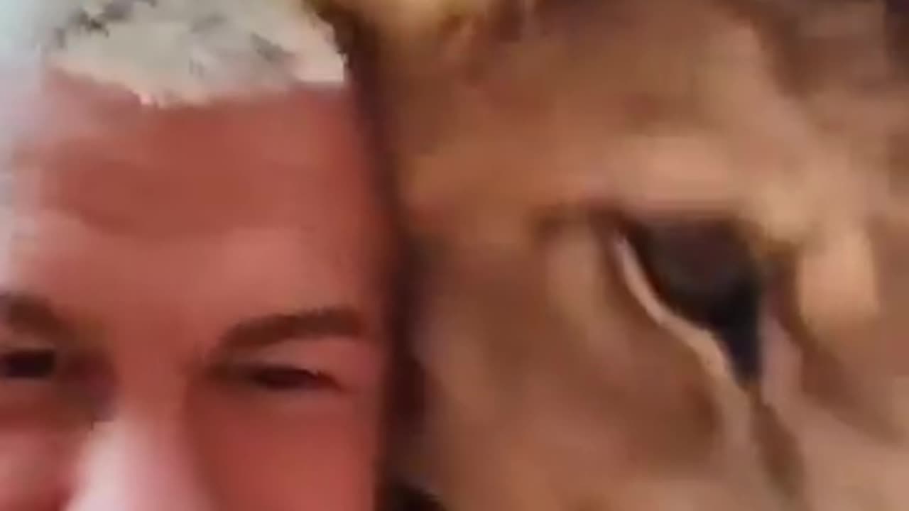 Well here is a lion with his human friend