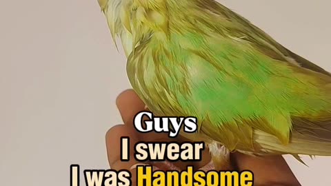 Le Chiku:Warning! all birds Bath May Ruin Your Fluffiness😂