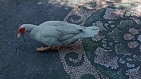 “Angry Duck 😂 Mad at Me for Interrupting His Date with My Cat Oyen!”