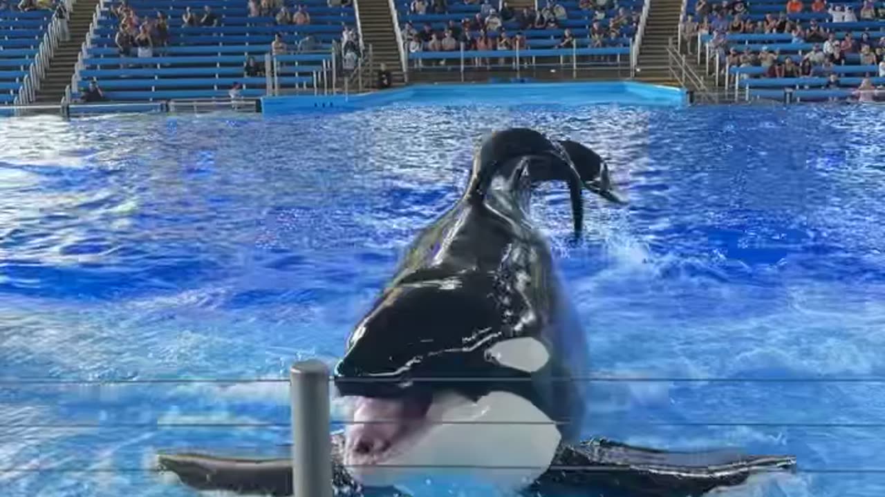 Killer Whale Sticks Tongue Out
