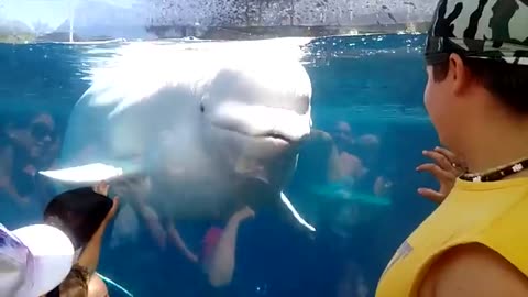 Girl SPOOKED By A Beluga Whale 🐳 Funny Kids at the Aquarium