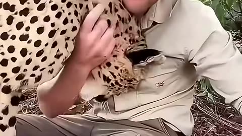 A family found a injured cheetah dragging its back legs