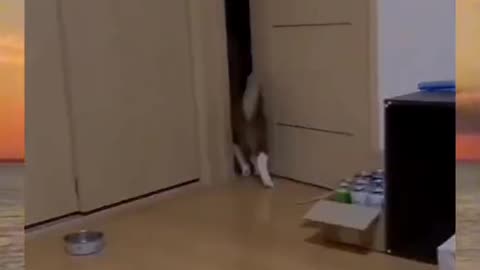 funny video