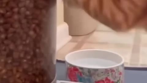 🐱 Cats vs. Chaos! 😹 Funniest Feline Moments!