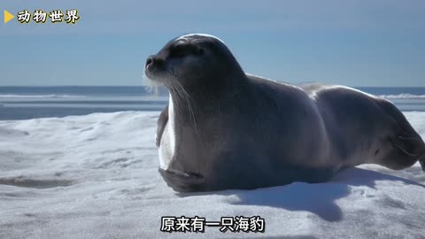 虎鲸群撞破冰层猎杀海豹，场面惊险刺激 #虎鲸 #海豹 #海洋生物