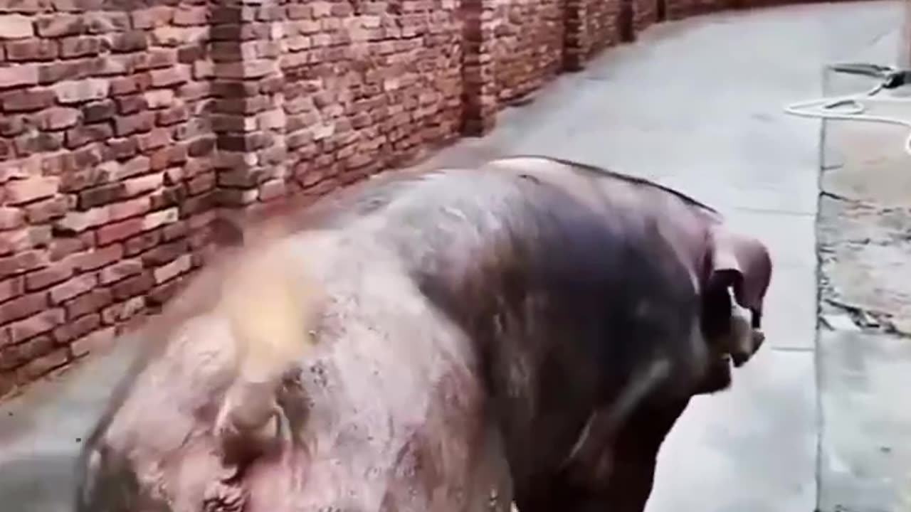 Big balls
