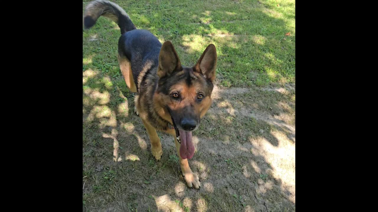 Virgil the sable german shepherd.