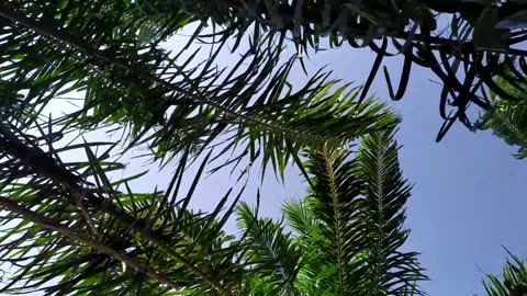 Enjoying a Gentle Breeze Under the Tree – A Peaceful Midday Moment