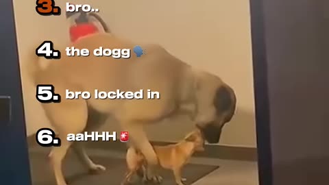 Most funny animal s moment 😂