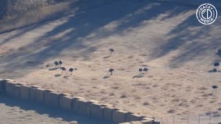 Darcey Media Live footage for counting ostriches