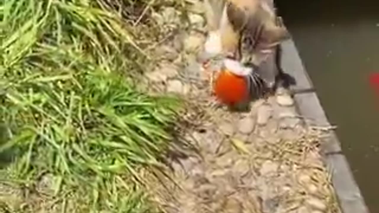 Kingfisher ❌ cat fisher ✅