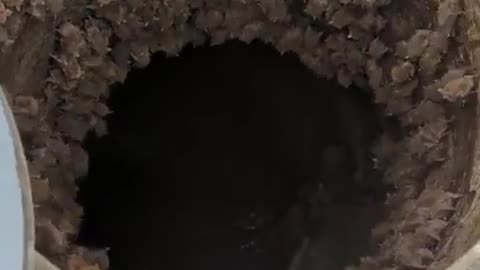 🤯✨ You Won't Believe What's Inside This Manhole! | FeedMyCuriosity