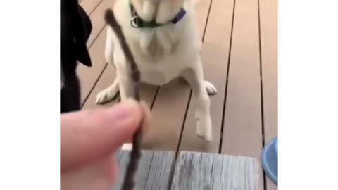 dogs and their sticks