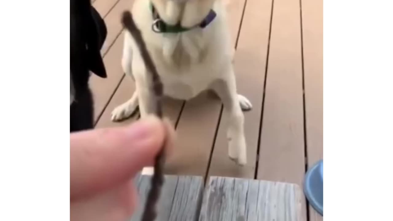 dogs and their sticks