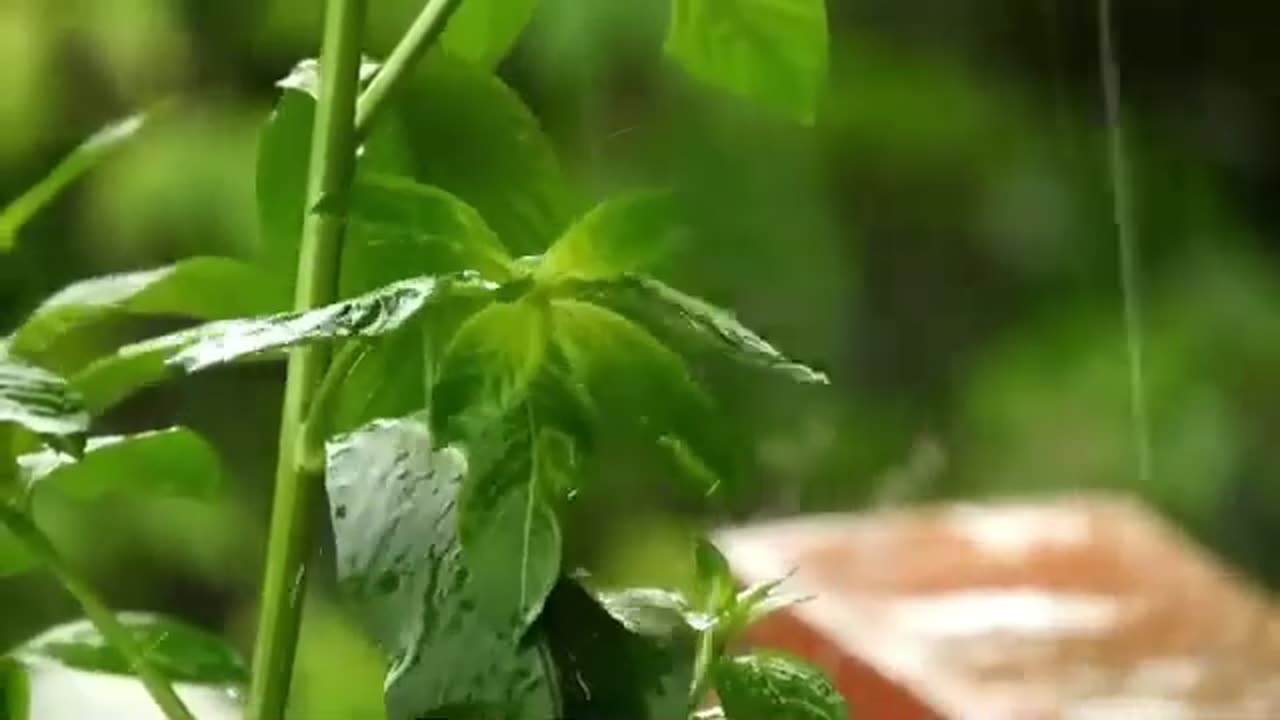 Relaxing Rain Sounds 9