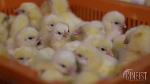 🐣 Baby Chicks Hatching at the Hatchery – Full Process!