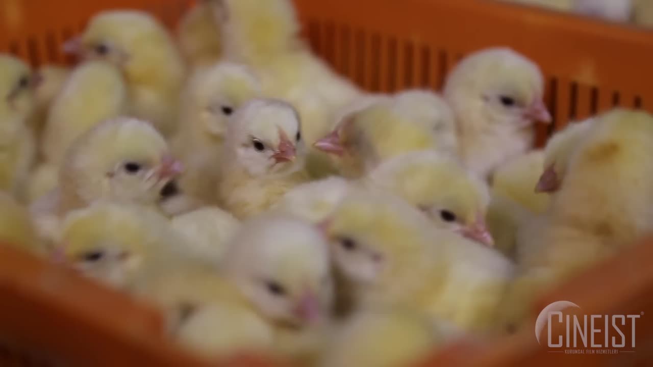 🐣 Baby Chicks Hatching at the Hatchery – Full Process!