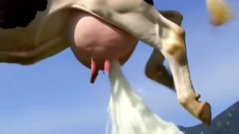 Madness Cows