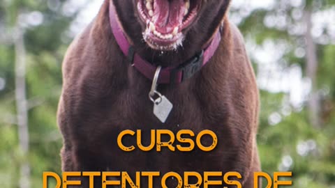 Curso Detentores De Cães Perigosos Ou Potencialmente Perigosos