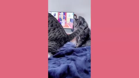 Amazing and funny cat and dog videos