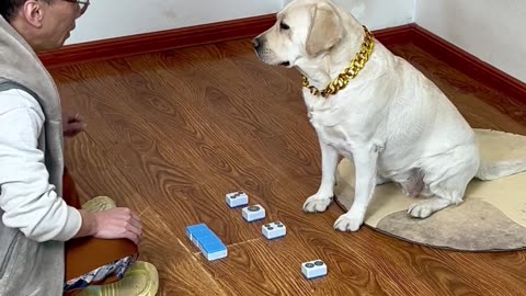 学会狗子这麻将技术Learn the Mahjong technique of the dog