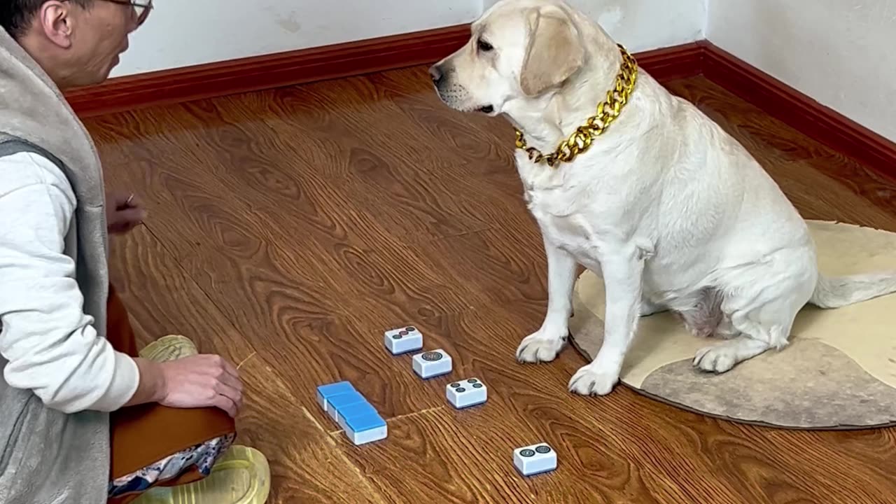 学会狗子这麻将技术Learn the Mahjong technique of the dog
