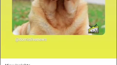 a dog 🐕 breed golden retriever accidental shot gun his owner by mistake crazy right 12/2/25