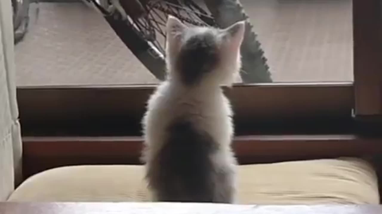 the first day i recognized what i looked like.. 😺🥹